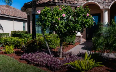 Drought-Resistant Plants Perfect for Florida Yards
