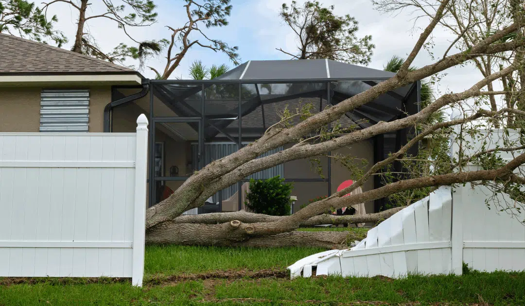 Emergency Tree Services: What to Do When Disaster Strikes