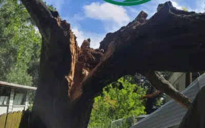 How to Prepare Your Trees for Hurricane Season