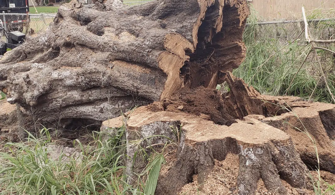 The Benefits of Professional Stump Grinding in Central Florida: Why It’s Worth the Investment