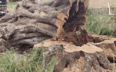 The Benefits of Professional Stump Grinding in Central Florida: Why It’s Worth the Investment