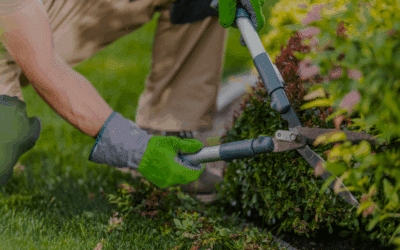 The Impact of Proper Landscaping on Property Value