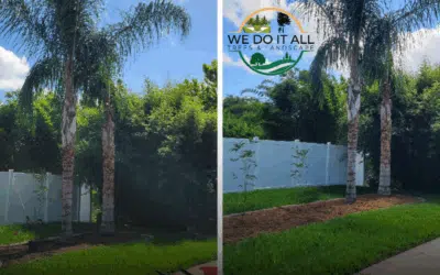 Why Professional Tree Care Saves Money in the Long Run