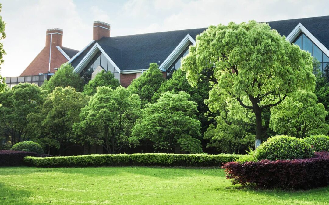 Best Sod Options for Florida Lawns